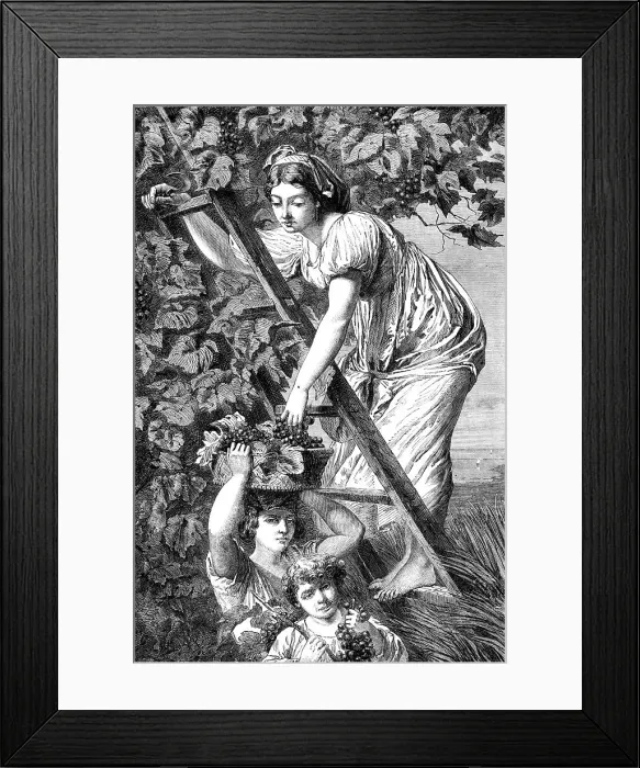 Framed Print : Grape Gathering near Naples, by A. De Curzon, in the Exhibition of Fine Arts at Paris, 1864. Creator: Unknown Framed Print : Grape Gathering near Naples, by A. De Curzon, in the Exhibition of Fine Arts at Paris, 1864. Creator: Unknown