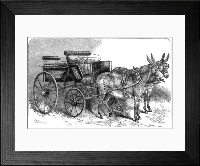 Framed Print : Pair of donkeys in harness exhibited by Miss Burdett Coutts...Agricultural Hall, Islington, 1865. Creator: Unknown Framed Print : Pair of donkeys in harness exhibited by Miss Burdett Coutts...Agricultural Hall, Islington, 1865. Creator: Unknown
