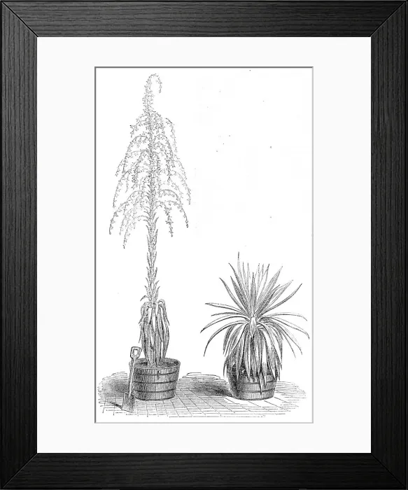 Framed Print : The Fourcroya Longaeva, a species of agave...in the gardens of the Royal Botanic Society... 1864. Creator: Unknown Framed Print : The Fourcroya Longaeva, a species of agave...in the gardens of the Royal Botanic Society... 1864. Creator: Unknown