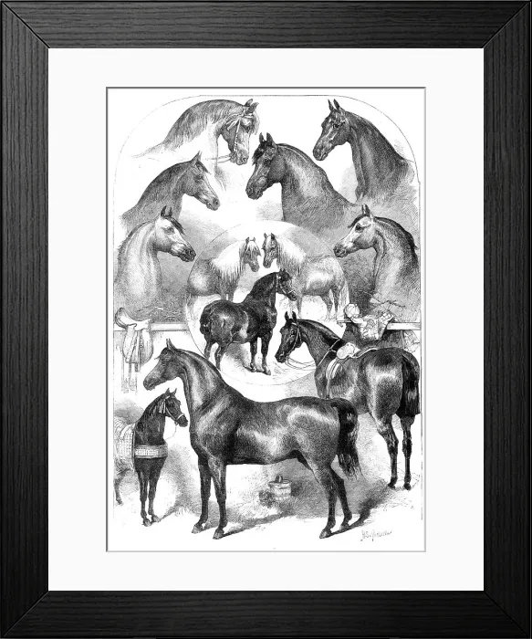 Framed Print : Prize horses at the Horse Show in the Agricultural Hall, Islington, 1865. Creator: Unknown Framed Print : Prize horses at the Horse Show in the Agricultural Hall, Islington, 1865. Creator: Unknown