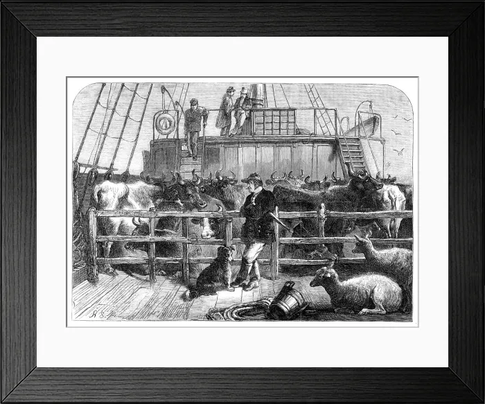 Framed Print : Foreign cattle on board the Batavier, London and Rotterdam steamer, 1865. Creator: Unknown Framed Print : Foreign cattle on board the Batavier, London and Rotterdam steamer, 1865. Creator: Unknown