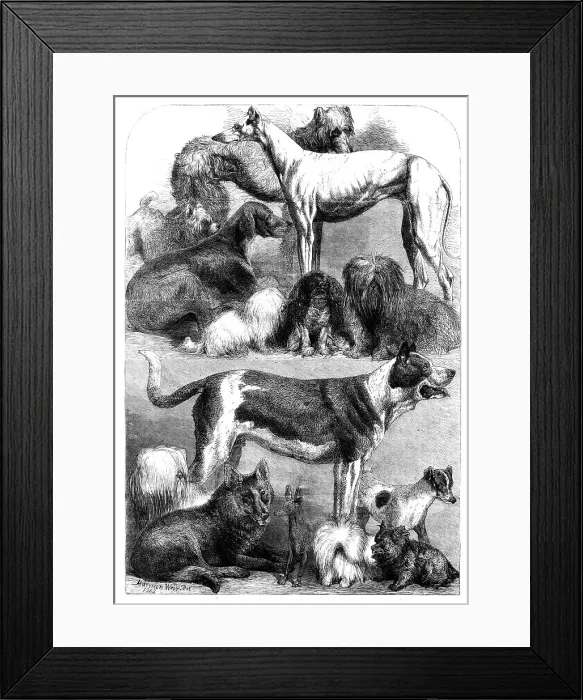 Framed Print : Prize dogs from the exhibition at the Agricultural Hall, Islington, 1862. Creator: Unknown Framed Print : Prize dogs from the exhibition at the Agricultural Hall, Islington, 1862. Creator: Unknown