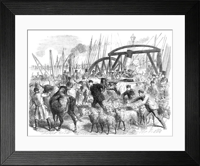 Framed Print : Landing foreign cattle at the British and Foreign Wharf, near the London Docks, 1865. Creator: Unknown Framed Print : Landing foreign cattle at the British and Foreign Wharf, near the London Docks, 1865. Creator: Unknown