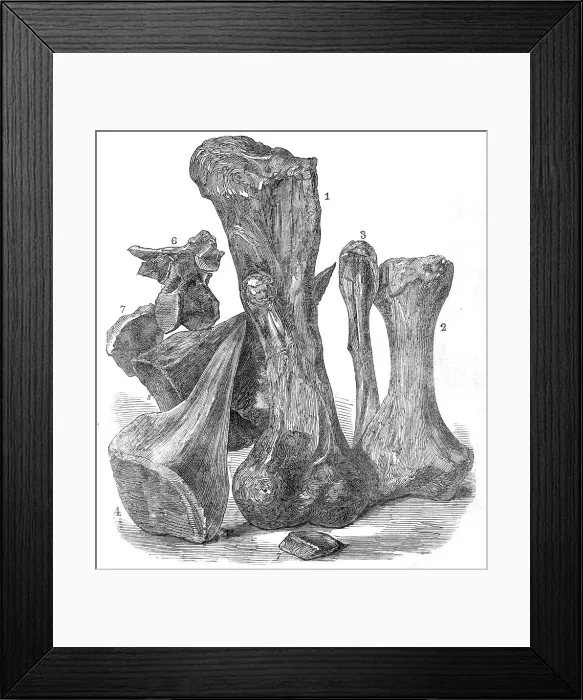 Framed Print : Remains of an extinct animal found in the Isle of Wight, 1865. Creator: Unknown Framed Print : Remains of an extinct animal found in the Isle of Wight, 1865. Creator: Unknown