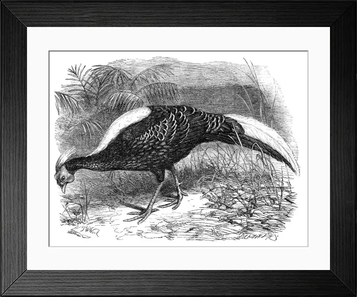 Framed Print : Swinhoe's Pheasant, lately added to the collection of the Zoological Society of London, 1865. Creator: Dalziel Brothers Framed Print : Swinhoe's Pheasant, lately added to the collection of the Zoological Society of London, 1865. Creator: Dalziel Brothers