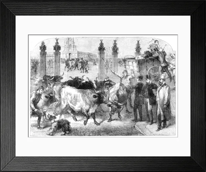 Framed Print : Inspection of foreign cattle at the Metropolitan Cattle Market, 1865. Creator: Unknown Framed Print : Inspection of foreign cattle at the Metropolitan Cattle Market, 1865. Creator: Unknown