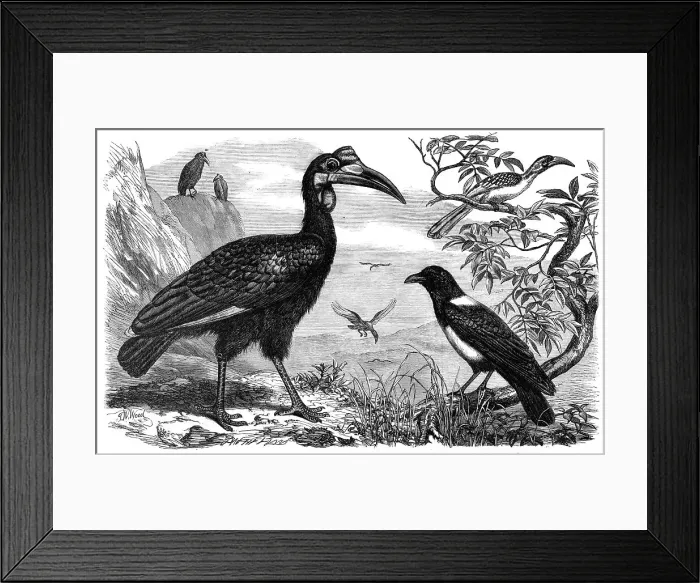 Framed Print : Abyssinian Hornbill, White-Necked Crow, and Small Hornbill, Zoological Society, Regent's Park, 1865. Creator: Dalziel Brothers Framed Print : Abyssinian Hornbill, White-Necked Crow, and Small Hornbill, Zoological Society, Regent's Park, 1865. Creator: Dalziel Brothers