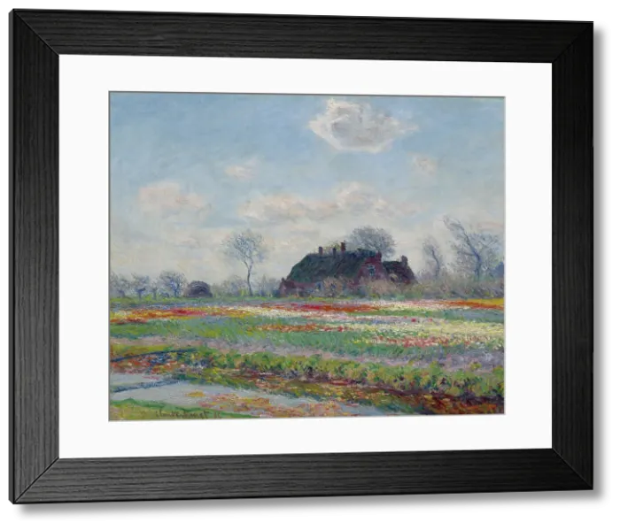 Framed Print : Tulip Fields At Sassenheim, 1886. Creator: Claude Monet Framed Print : Tulip Fields At Sassenheim, 1886. Creator: Claude Monet