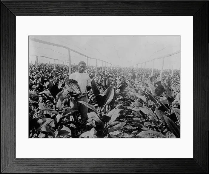 Framed Print : Porto [Puerto] Rico -- Raising tobacco under Cheese Cloth, between c1915 and c1920. Creator: Bain News Service