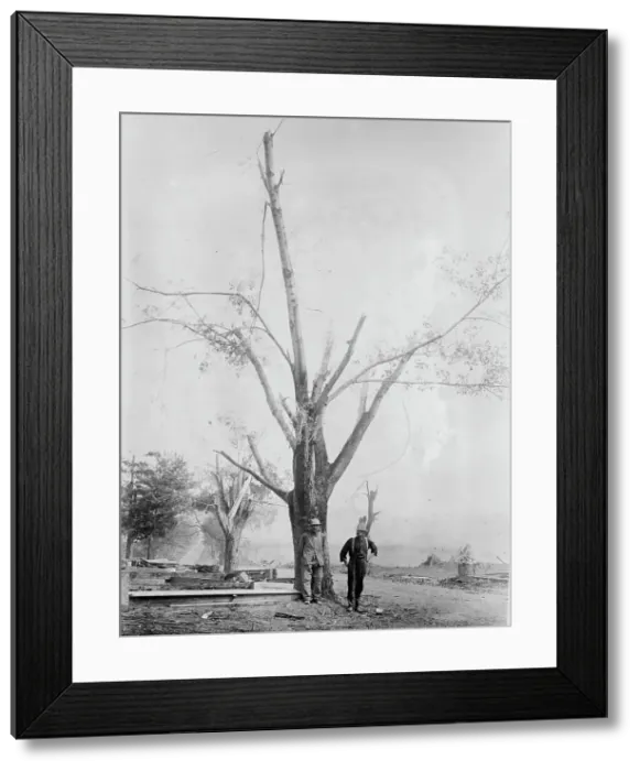 Framed Print : Tree stripped by Geneva, N.Y. cyclone, between c1910 and c1915. Creator: Bain News Service Framed Print : Tree stripped by Geneva, N.Y. cyclone, between c1910 and c1915. Creator: Bain News Service