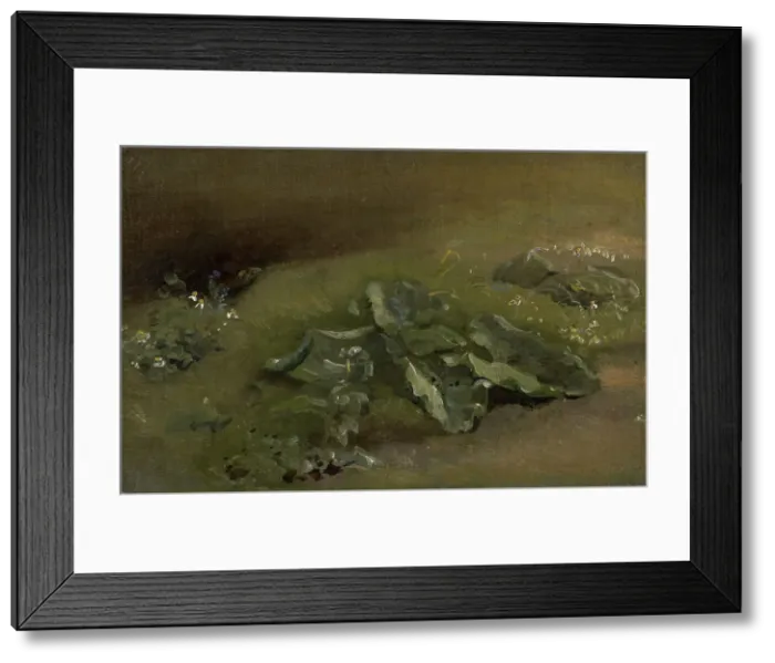 Framed Print : Study Of A Burdock, c1810-14 or c1828. Creator: John Constable Framed Print : Study Of A Burdock, c1810-14 or c1828. Creator: John Constable