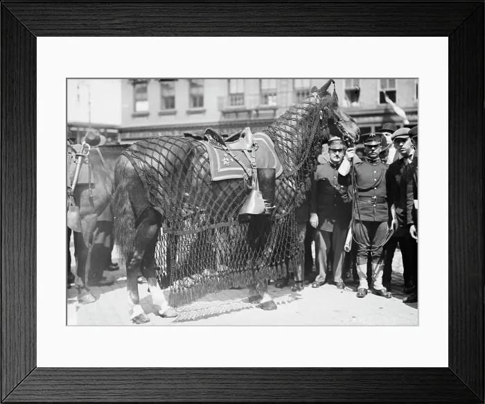 Framed Print : Gen. Grant's horse, 1912. Creator: Bain News Service