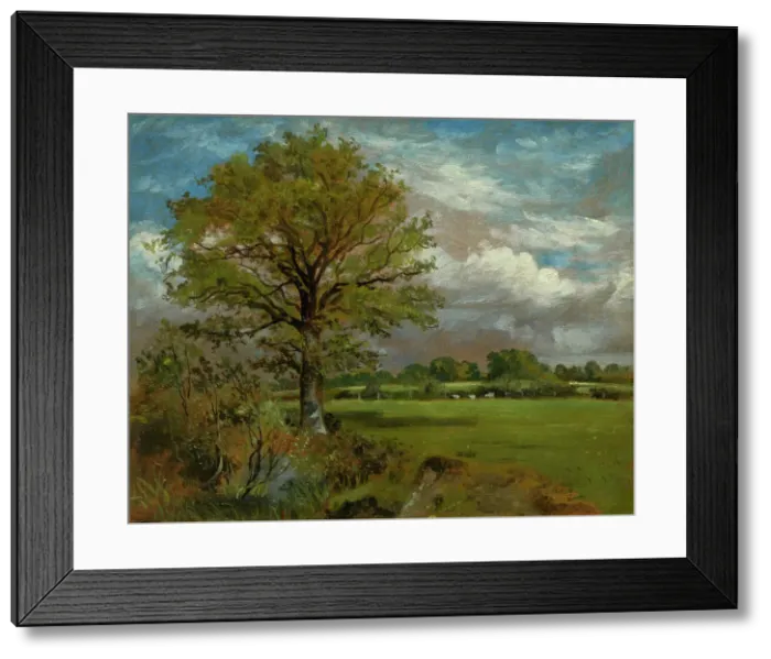 Framed Print : Tree In A Meadow, c1850. Creator: Lionel Constable Framed Print : Tree In A Meadow, c1850. Creator: Lionel Constable