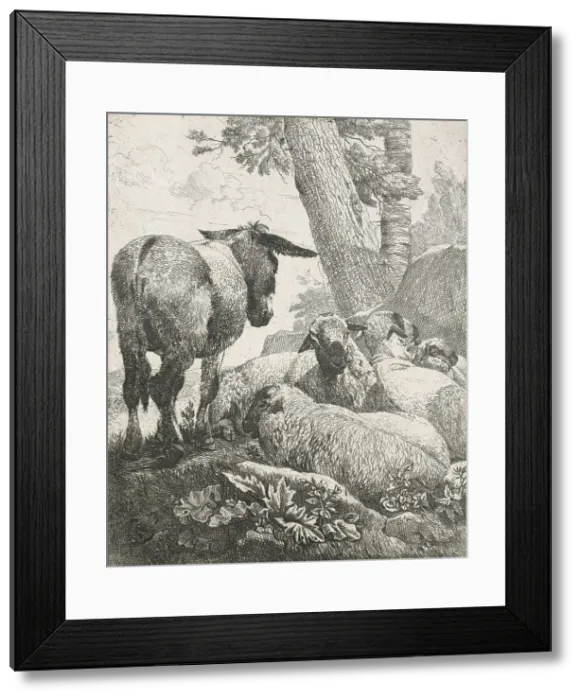 Framed Print : Sheep, goats and cows series: Donkey and sheep, 1668-1670. Creator: Johann Heinrich Roos Framed Print : Sheep, goats and cows series: Donkey and sheep, 1668-1670. Creator: Johann Heinrich Roos