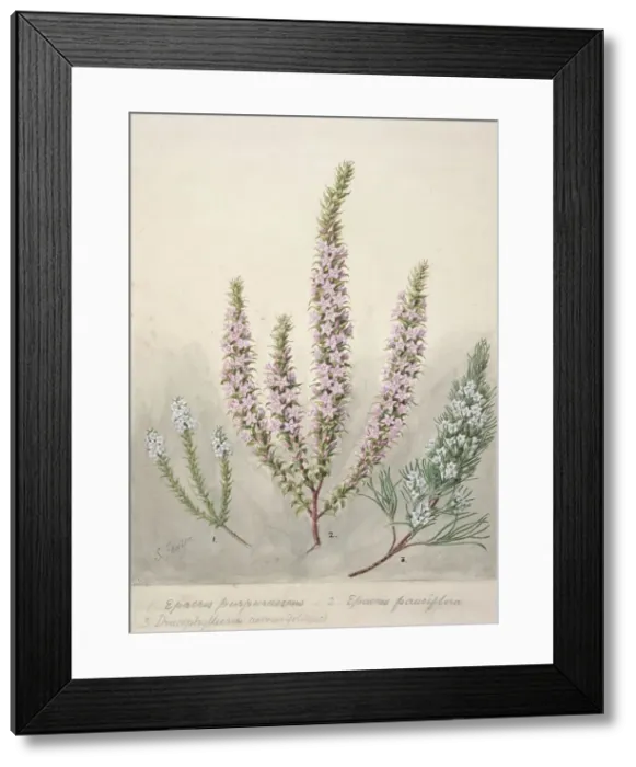 Framed Print : Epacris (2species); Dracophyllum (1 species), c.1885. Creator: Sarah Featon Framed Print : Epacris (2species); Dracophyllum (1 species), c.1885. Creator: Sarah Featon