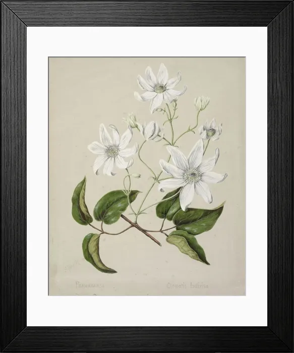 Framed Print : Puawananga - Clematis indivisa, c.1885. Creator: Sarah Featon Framed Print : Puawananga - Clematis indivisa, c.1885. Creator: Sarah Featon