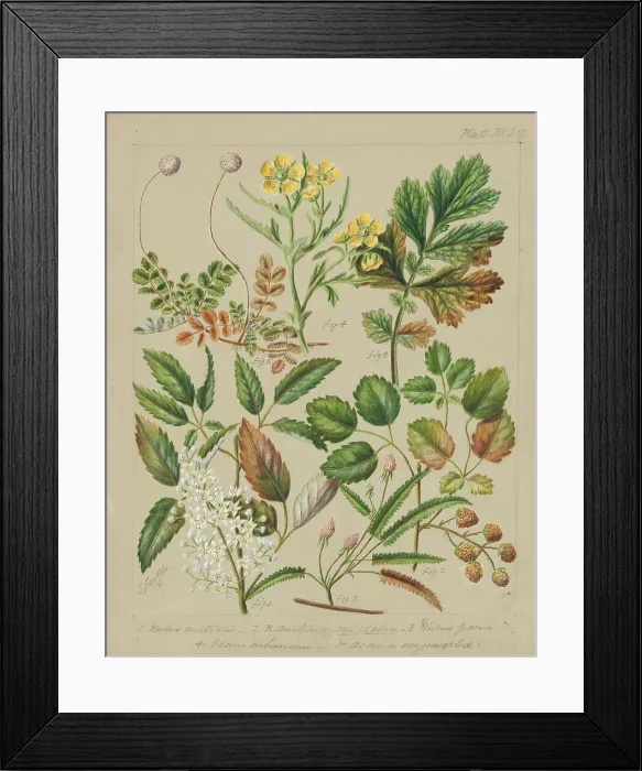 Framed Print : [Rubus australis; R.australis - globra; R.parva; Geum urbanum; Acaena sanguisorboe], c.1885. Creator: Sarah Featon