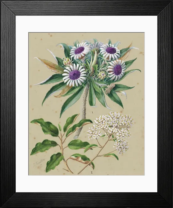 Framed Print : Olearia angustifolia: mutton bird scrub, Teteaweka; Olearia frufuracea: Akipirau, c.1885. Creator: Sarah Featon Framed Print : Olearia angustifolia: mutton bird scrub, Teteaweka; Olearia frufuracea: Akipirau, c.1885. Creator: Sarah Featon
