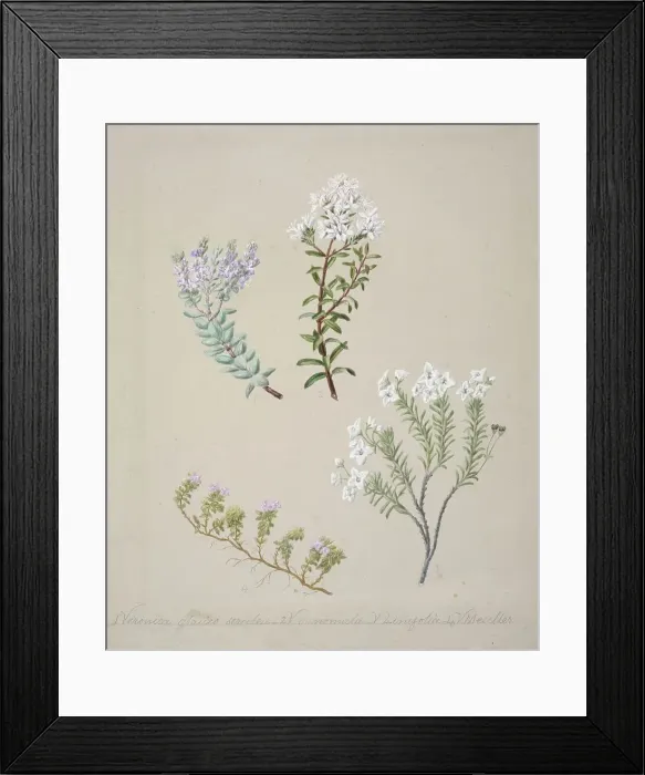 Framed Print : [Veronica (4 species)], c.1885. Creator: Sarah Featon