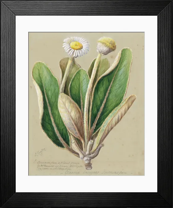 Framed Print : Pachystegia insignis, c.1885. Creator: Sarah Featon Framed Print : Pachystegia insignis, c.1885. Creator: Sarah Featon