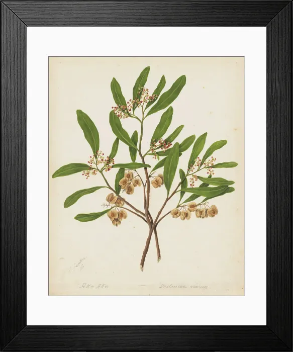 Framed Print : Akeake, c.1885. Creator: Sarah Featon Framed Print : Akeake, c.1885. Creator: Sarah Featon