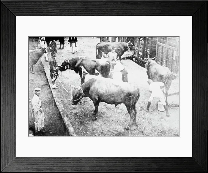 Framed Print : Sacred oxen for funeral, Emperor Japan, 1912. Creator: Bain News Service Framed Print : Sacred oxen for funeral, Emperor Japan, 1912. Creator: Bain News Service