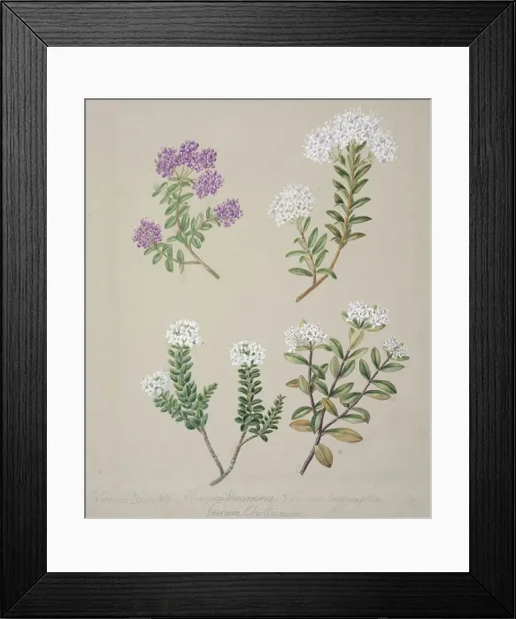 Framed Print : [Veronica (4 species)], c.1885. Creator: Sarah Featon