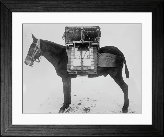 Framed Print : Pack horse used by U.S. Army Signal Corps, carrying chest of instruments for local outfit... 1916. Creator: Bain News Service Framed Print : Pack horse used by U.S. Army Signal Corps, carrying chest of instruments for local outfit... 1916. Creator: Bain News Service