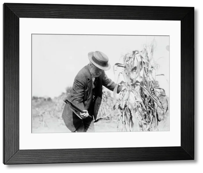 Framed Print : Gaynor in the cornfields, St. James, L.I. 1910. Creator: Bain News Service Framed Print : Gaynor in the cornfields, St. James, L.I. 1910. Creator: Bain News Service