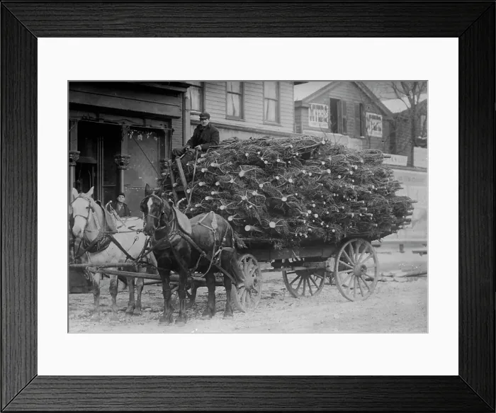 Framed Print : Load of Xmas trees, N.Y. between c1910 and c1915. Creator: Bain News Service Framed Print : Load of Xmas trees, N.Y. between c1910 and c1915. Creator: Bain News Service