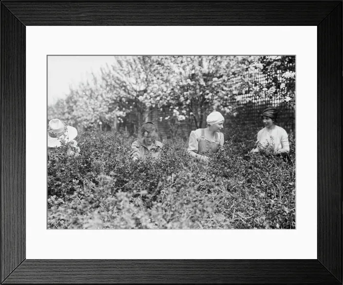 Framed Print : Picking worms from plants, Belmont girls farm, between c1910 and c1915. Creator: Bain News Service Framed Print : Picking worms from plants, Belmont girls farm, between c1910 and c1915. Creator: Bain News Service