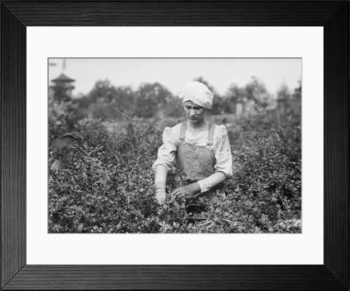 Framed Print : Worming, Belmont Farm for girls, between c1910 and c1915. Creator: Bain News Service Framed Print : Worming, Belmont Farm for girls, between c1910 and c1915. Creator: Bain News Service