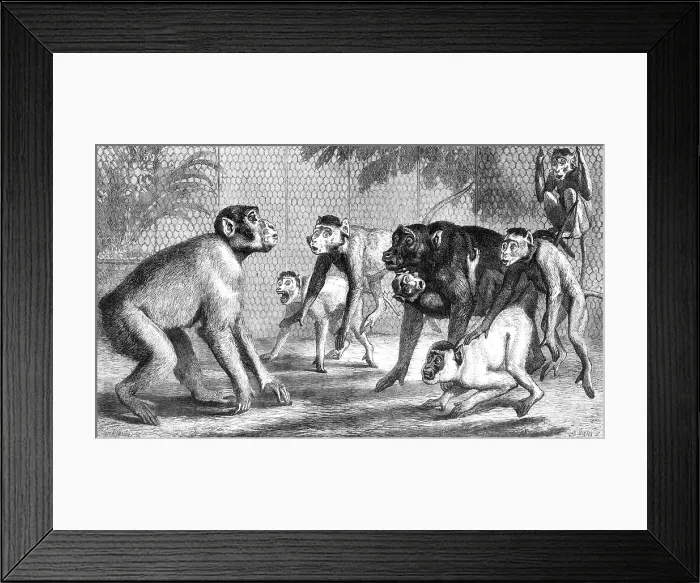 Framed Print : A new arrival at the Zoological Society's Gardens, Regent's Park, 1868. Creator: Mason Jackson Framed Print : A new arrival at the Zoological Society's Gardens, Regent's Park, 1868. Creator: Mason Jackson