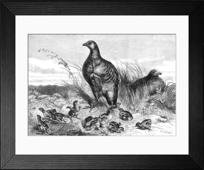 Framed Print : A brood of partridges, 1869. Creator: Unknown Framed Print : A brood of partridges, 1869. Creator: Unknown