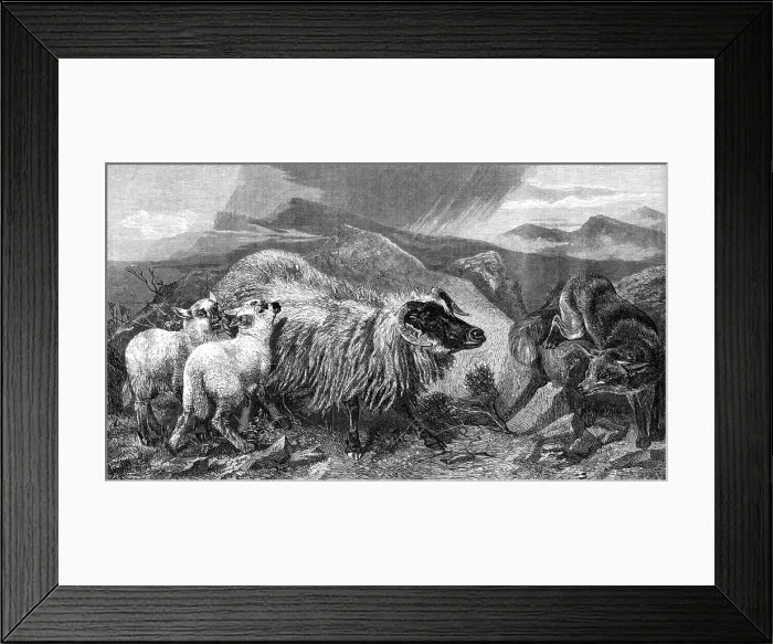 Framed Print : The Unwelcome Visitor, by R. Ansdell, A.R.A. in the Exhibition of the Royal Academy, 1869. Creator: W Thomas Framed Print : The Unwelcome Visitor, by R. Ansdell, A.R.A. in the Exhibition of the Royal Academy, 1869. Creator: W Thomas