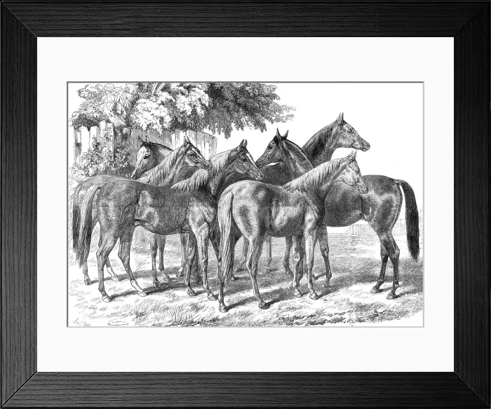 Framed Print : Group of yearlings at Mr. Blenkiron's sale, Middle Park, Eltham, Kent, 1868. Creator: Unknown Framed Print : Group of yearlings at Mr. Blenkiron's sale, Middle Park, Eltham, Kent, 1868. Creator: Unknown
