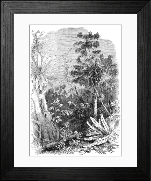 Framed Print : Forest scene on the Illawarra Mountains, New South Wales, 1868. Creator: Unknown Framed Print : Forest scene on the Illawarra Mountains, New South Wales, 1868. Creator: Unknown
