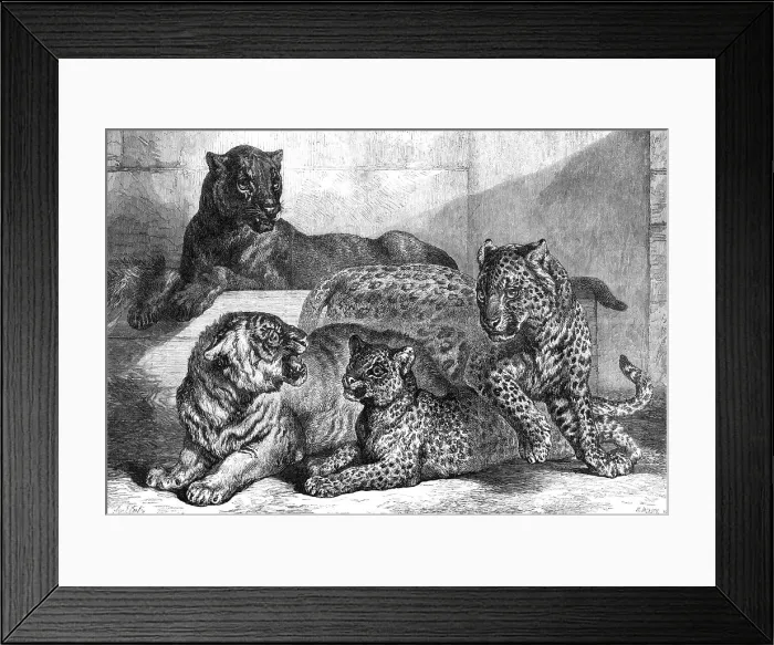 Framed Print : Leopards and tigress lately added to the Zoological Society's collection, Regent's Park, 1868. Creator: Mason Jackson Framed Print : Leopards and tigress lately added to the Zoological Society's collection, Regent's Park, 1868. Creator: Mason Jackson