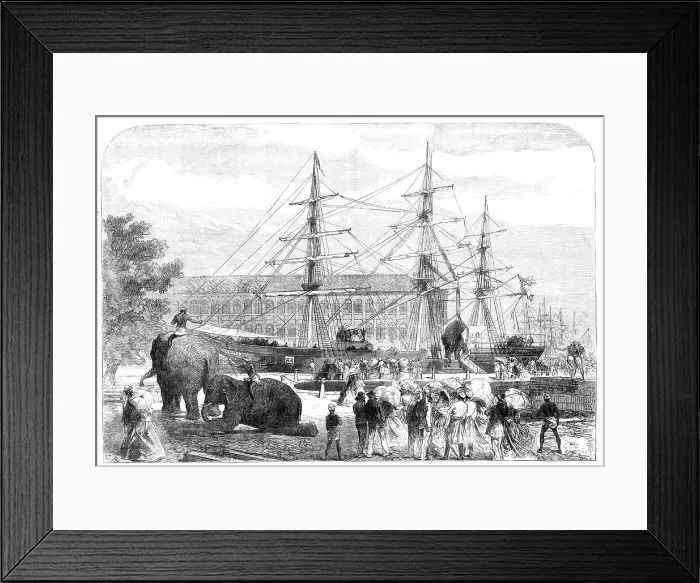 Framed Print : Embarking elephants at Bombay for the Abyssinian Expedition, 1868. Creator: C. R