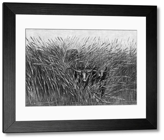 Framed Print : Grass of the Desert, a scene of travel in South Africa, from a sketch by Mr. Thomas Baines... 1865. Creator: Mason Jackson Framed Print : Grass of the Desert, a scene of travel in South Africa, from a sketch by Mr. Thomas Baines... 1865. Creator: Mason Jackson