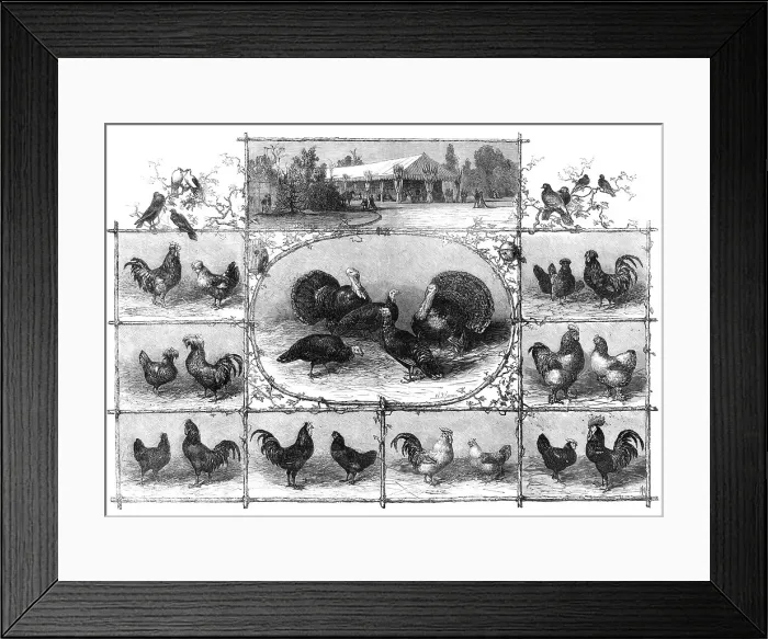 Framed Print : Exhibition of poultry at the Jardin d'Acclimatation, Paris, 1868. Creator: Unknown Framed Print : Exhibition of poultry at the Jardin d'Acclimatation, Paris, 1868. Creator: Unknown