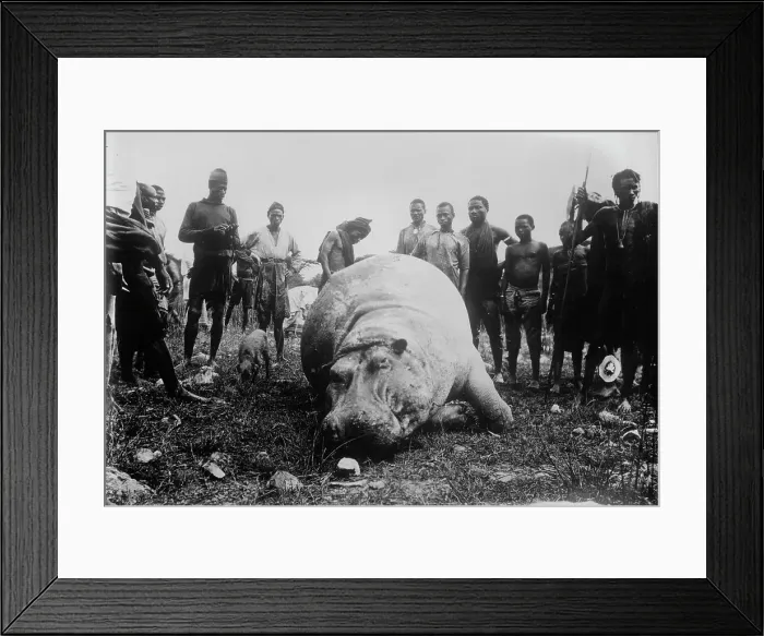 Framed Print : Hippo, killed in Africa, between c1915 and c1920. Creator: Bain News Service Framed Print : Hippo, killed in Africa, between c1915 and c1920. Creator: Bain News Service