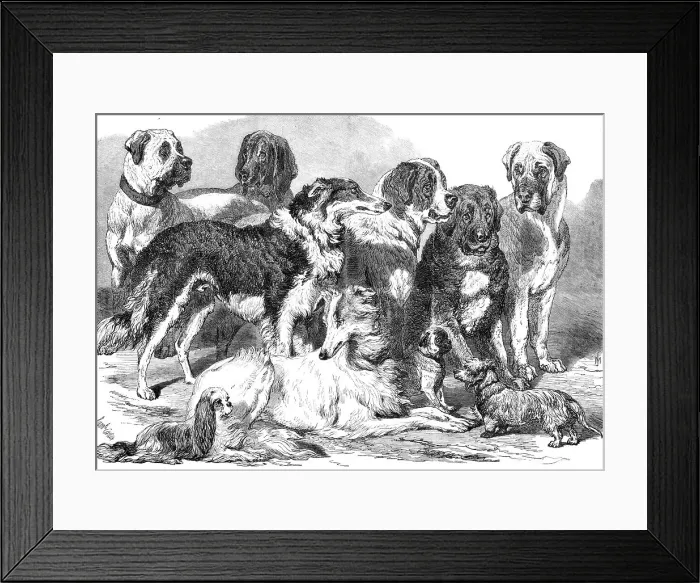 Framed Print : Prize dogs in the National Dog Show at Islington, 1869. Creator: Unknown Framed Print : Prize dogs in the National Dog Show at Islington, 1869. Creator: Unknown