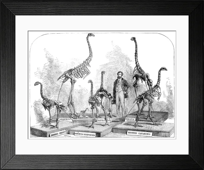Framed Print : Skeletons of the Dinornis in the Canterbury Museum, New Zealand, 1868. Creator: Unknown Framed Print : Skeletons of the Dinornis in the Canterbury Museum, New Zealand, 1868. Creator: Unknown