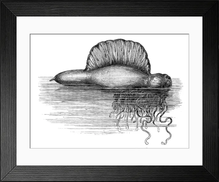 Framed Print : Physalia, or Portuguese Man-of-War, lately found on the south coast of England, 1869. Creator: Unknown Framed Print : Physalia, or Portuguese Man-of-War, lately found on the south coast of England, 1869. Creator: Unknown