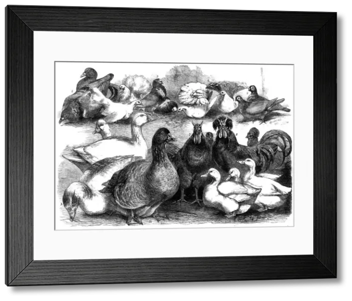 Framed Print : Prize birds at the Birmingham Poultry Show, 1865. Creator: Unknown Framed Print : Prize birds at the Birmingham Poultry Show, 1865. Creator: Unknown
