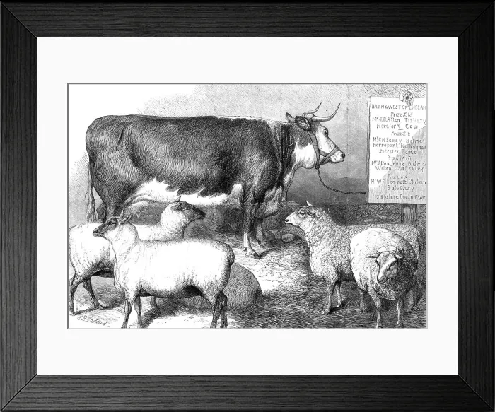 Framed Print : Prize cow and sheep at the Bath and West of England Agricultural Show, Southampton, 1869. Creator: Unknown Framed Print : Prize cow and sheep at the Bath and West of England Agricultural Show, Southampton, 1869. Creator: Unknown