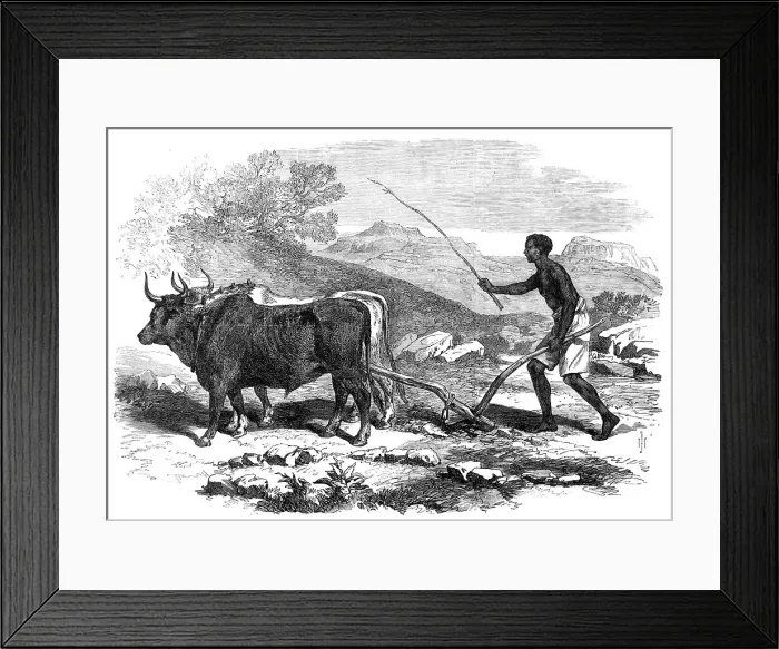 Framed Print : The Abyssinian Expedition: a native ploughing in the province of Tigre, 1868. Creator: Unknown Framed Print : The Abyssinian Expedition: a native ploughing in the province of Tigre, 1868. Creator: Unknown