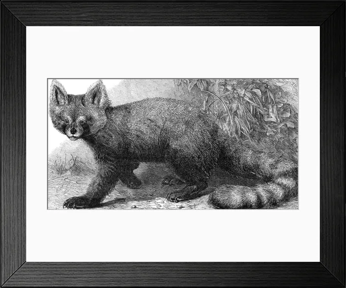 Framed Print : The Ailurus fulgens at the Zoological Society's Gardens, Regent's Park, 1869. Creator: Pearson Framed Print : The Ailurus fulgens at the Zoological Society's Gardens, Regent's Park, 1869. Creator: Pearson