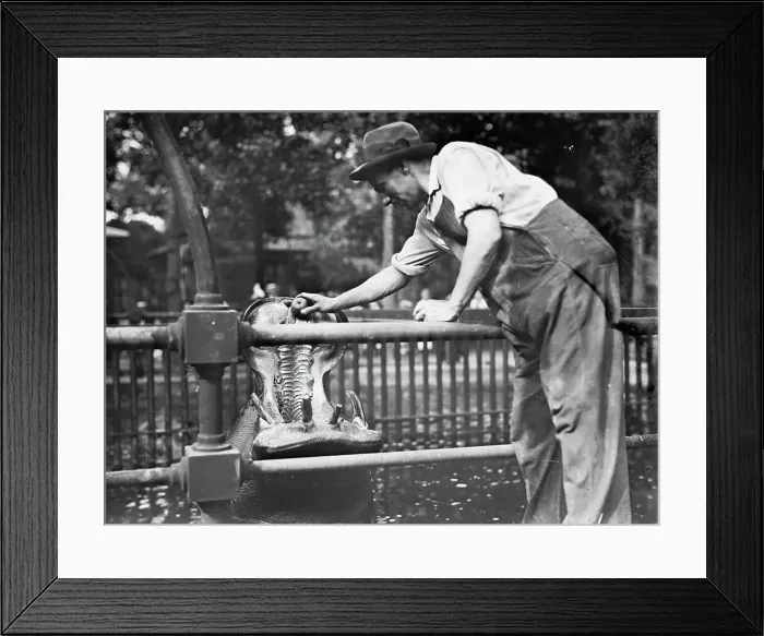 Framed Print : Central Park - feeding hippo, between c1910 and c1915. Creator: Bain News Service Framed Print : Central Park - feeding hippo, between c1910 and c1915. Creator: Bain News Service